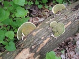 Trametes gibbosa image