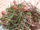 Psilocybe inquilina image