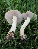 Stropharia coronilla image