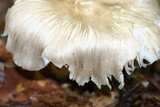 Megacollybia rodmani image