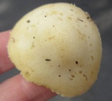 Stropharia coronilla image