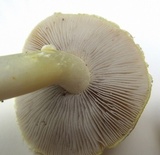 Stropharia coronilla image