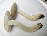 Stropharia coronilla image