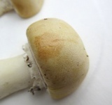 Stropharia coronilla image