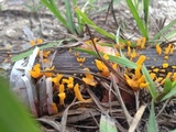 Dacryopinax spathularia image