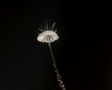 Mycena punkissima image