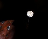 Mycena punkissima image