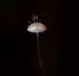 Mycena punkissima image
