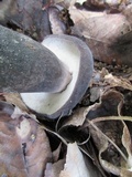 Tylopilus alboater image