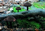 Inocybe tahquamenonensis image