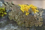 Melanelixia subaurifera image