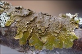 Melanelixia subaurifera image