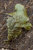 Melanelixia subaurifera image