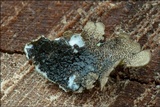 Melanelixia subaurifera image