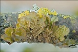 Melanelixia subaurifera image