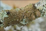 Melanelixia subaurifera image
