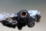 Galiella rufa image