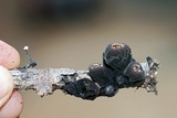 Galiella rufa image