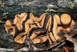 Galiella rufa image