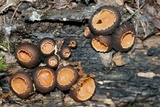Galiella rufa image