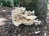 Pleurotus pulmonarius image