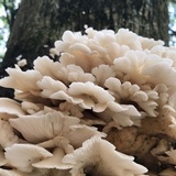 Pleurotus pulmonarius image