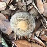 Coprinellus impatiens image