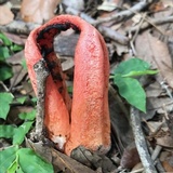 Clathrus columnatus image