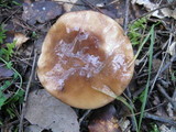 Suillus mediterraneensis image