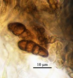 Opegrapha pulvinata image