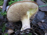 Suillus mediterraneensis image