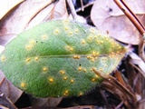 Coleosporium elephantopodis image