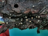 Lachnellula ellisiana image