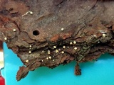 Lachnellula ellisiana image