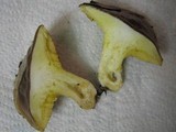 Suillus mediterraneensis image
