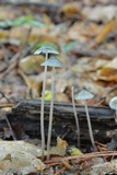 Mycena subcaerulea image