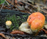 Gyroporus ballouii image