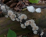 Crepidotus versutus image