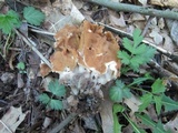 Gyromitra korfii image