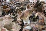Helvella solitaria image