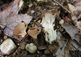 Helvella solitaria image
