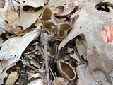 Helvella solitaria image