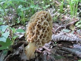 Morchella americana image
