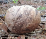 Boletus oliveisporus image