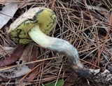 Boletus oliveisporus image