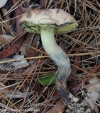 Boletus oliveisporus image