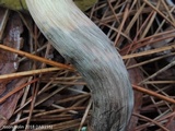 Boletus oliveisporus image