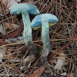 Boletus oliveisporus image
