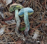 Boletus oliveisporus image