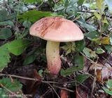 Boletus oliveisporus image